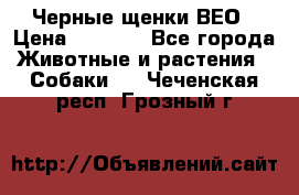 Черные щенки ВЕО › Цена ­ 5 000 - Все города Животные и растения » Собаки   . Чеченская респ.,Грозный г.